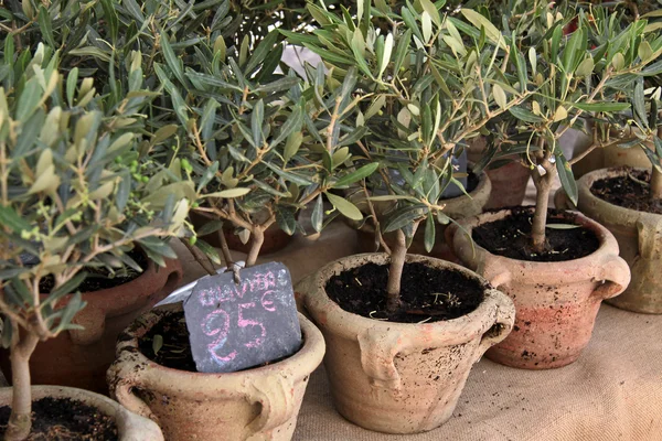 Kleine olijfbomen — Stockfoto