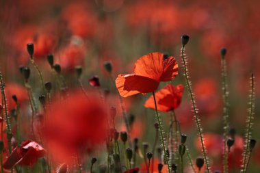 Red poppies clipart