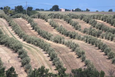 Provence zeytin ağaçları