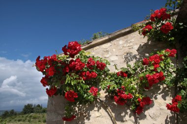 Climbing roses clipart