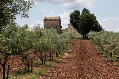 Olive trees in Provence clipart