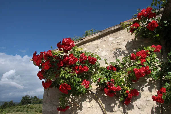 Climbing roses — Stock Photo, Image