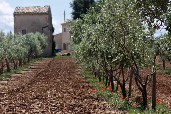 Olive trees in Provence — Stock Photo, Image