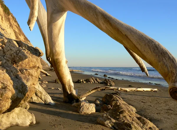 Eski ağaç gövdelerinin Beach — Stok fotoğraf