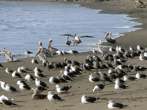 Seagulls and pelicans — Stock Photo, Image