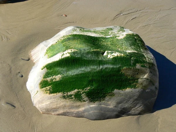 Grote steen bedekt met alga — Stockfoto