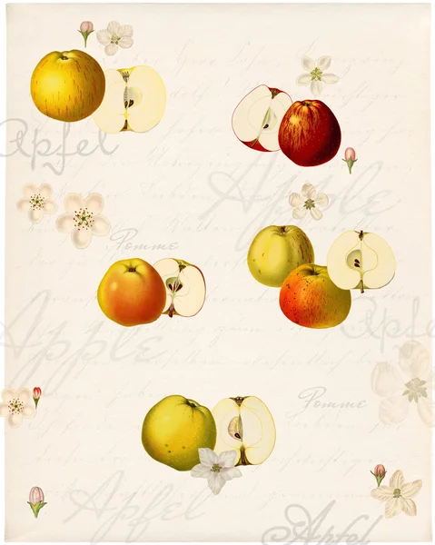Illustrations Variétés Pommes Dans Style Historique Sur Vieux Papier — Photo