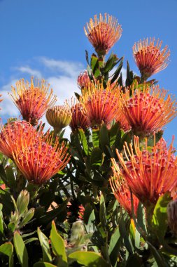 leucospermum cordifolium çiçek