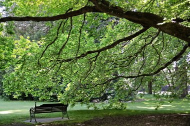 Old tree and park bench clipart