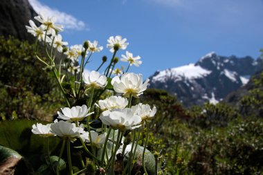 Mount Cook Lilies (Ranunculus lyalli) clipart