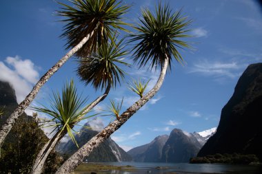 Palm trees in the Milford Sound clipart