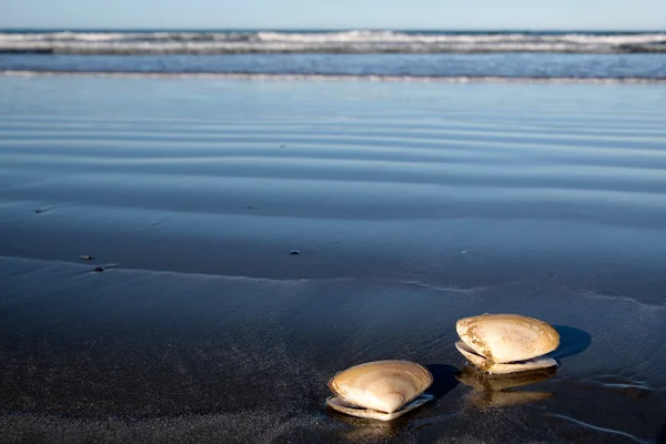Twee zeeschelpen op het strand — Stockfoto