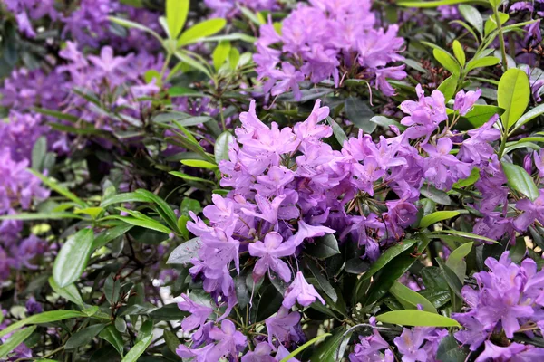 Violet rhododendron blossoms — Stockfoto
