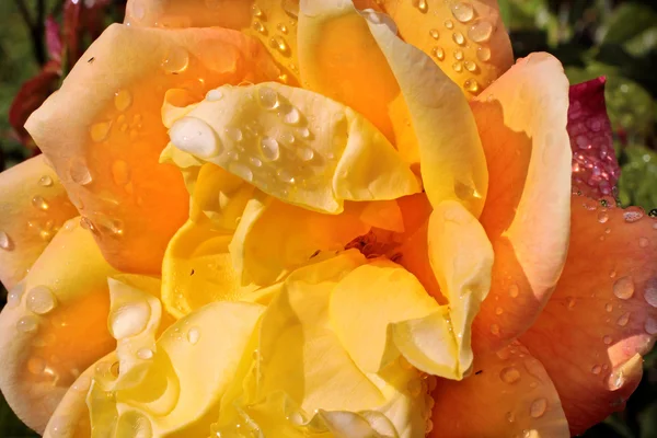 Žlutá růže s kapkami vody — Stock fotografie