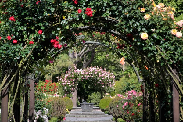 Rózsakert a botanikus kertben — Stock Fotó