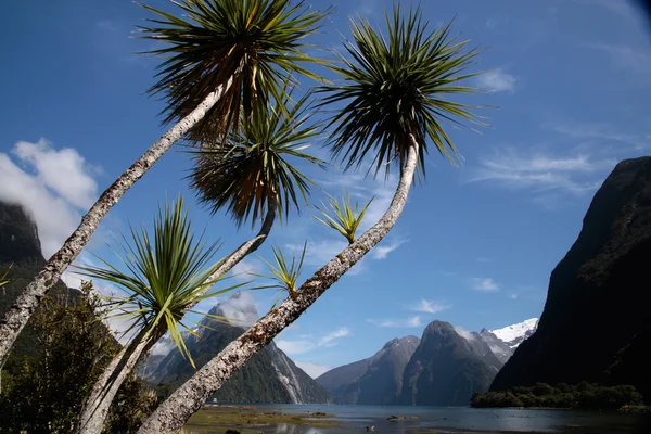 Palm trees in the Milford Sound — Stock Photo, Image
