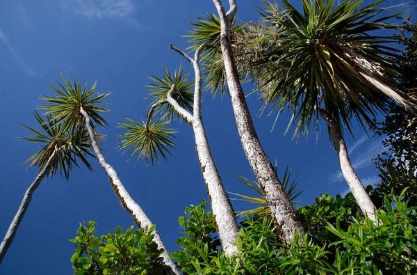 stock image Palm trees in the Milford Sound