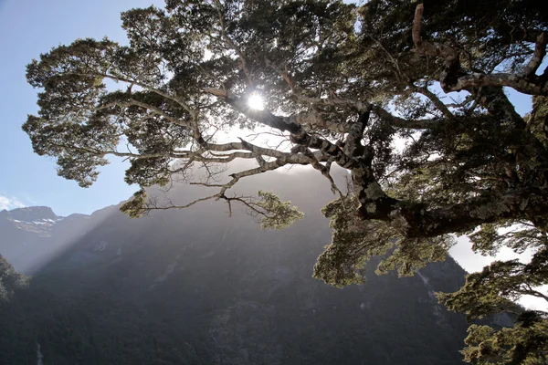Viejo árbol en el Milford Sound — Foto de Stock