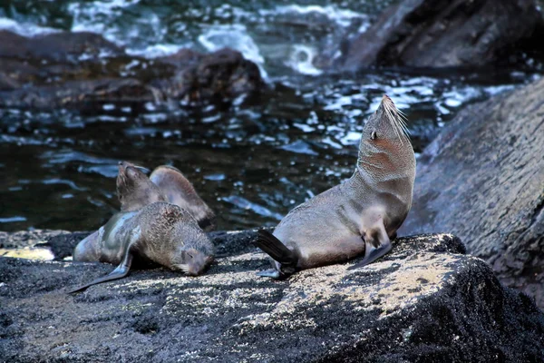Seals in the Milford Sound — Stock Photo, Image