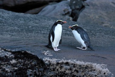 Fiordland oklu penguen (Eudyptes pachyrhynchus)