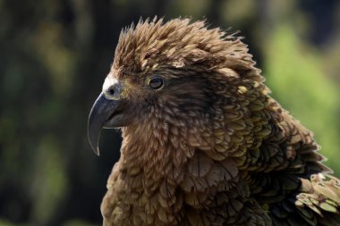 Kea (Nestor notabilis) Yeni Zelanda