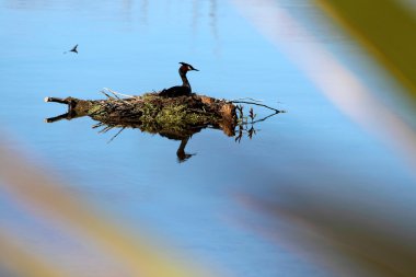 Great Crested Grebe on the Lake Te Anau clipart