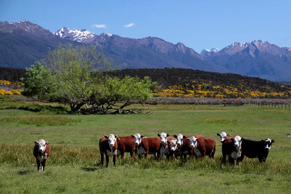 Rebaño de ganado en el valle del río Eglinton — Foto de Stock