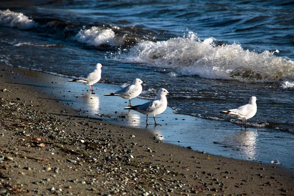 Seagulls at the waterside of Te Anau, New Zealand — Stock Photo, Image
