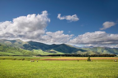 Green Farmland near Mossburn between Queenstown and Te Anau clipart