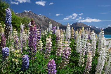 lake wakatipu, beyaz ve pembe lupines