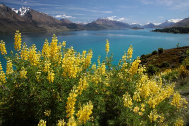 Yellow lupines at Lake Wakatipu clipart