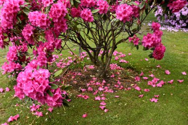 pembe ormangülü bush