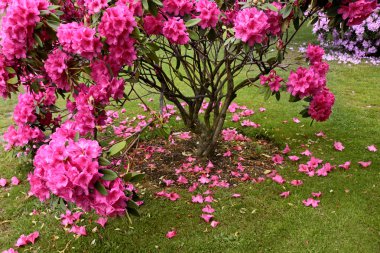 Pink Rhododendron bush clipart