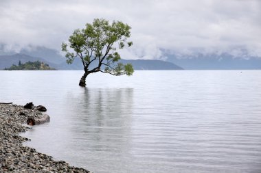 Tree in the Lake Wanaka clipart