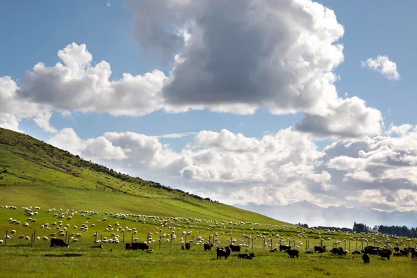 Yeşil tarlalar üzerine koyun — Stok fotoğraf