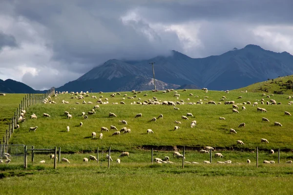 Yeşil tarlalar üzerine koyun — Stok fotoğraf