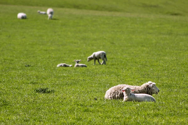 关于绿色农田羊 — 图库照片