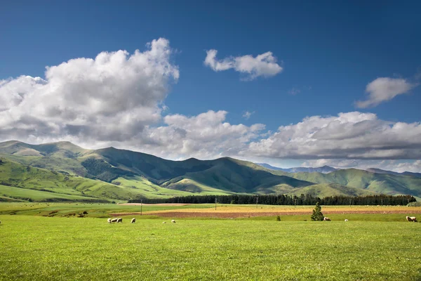 Terres agricoles vertes près de Mossburn entre Queenstown et Te Anau — Photo