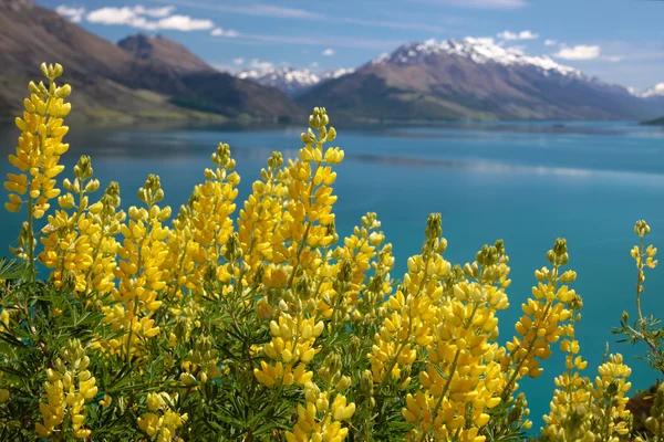 호숫가에서 lupines를 노란색 — 스톡 사진