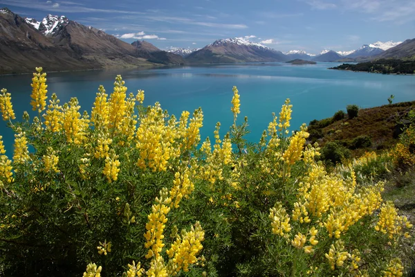 호숫가에서 lupines를 노란색 — 스톡 사진