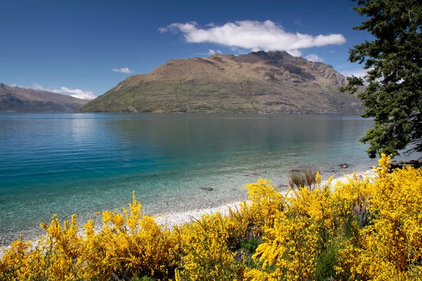 Arbustos de vassoura nas margens do Lago Wakatipu — Fotografia de Stock