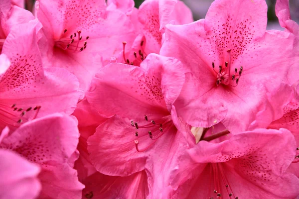 stock image Pink Rhododendron bush