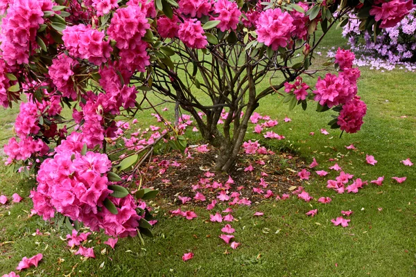 Arbusto de rododendro rosa — Foto de Stock