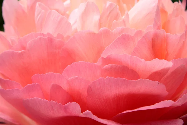 Petali di rosa piumati — Foto Stock