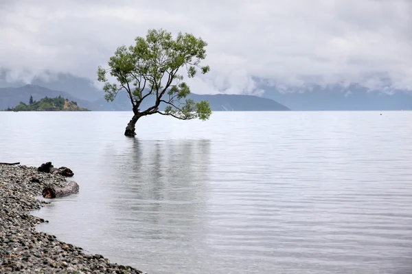 Drzewo w lake wanaka — Zdjęcie stockowe