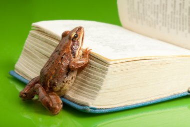 Frog with the book clipart