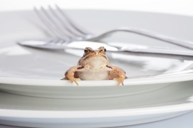 Frog and diner clipart