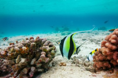 Moorish idol( Zanclus cornutus) clipart