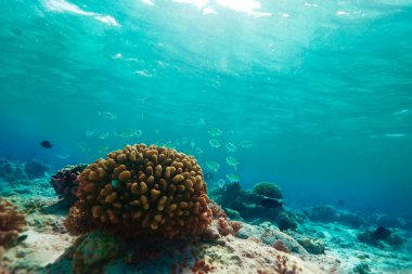 Little blue fishes and coral