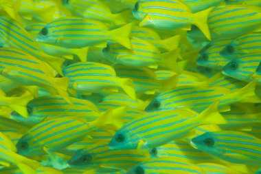 Whole frame of shoal of Bluestripe snapper fish clipart